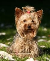 jorksir - foto: Zuzana Landnerová - FotoZuZa jorksir - foto: Zuzana Landnerová - FotoZuZa