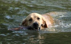 zlaty retriver - foto: Zuzana Landnerová - FotoZuZa