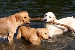 zlaty retriver - foto: Zuzana Landnerová - FotoZuZa