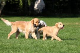 zlaty retriver - foto: Zuzana Landnerová - FotoZuZa