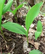 konvalinka vonná - foto: Iva Michalcová - botanickafotogalerie.cz konvalinka vonná - foto: Iva Michalcová - botanickafotogalerie.cz