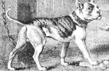 Americký stafordširský terier Michal Alijev 