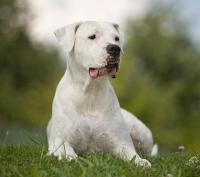 argentinska doga - foto: Pes Jíra