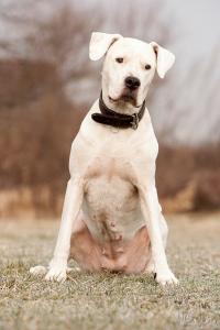 argentinska doga - foto: Pes Jíra