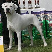 argentinská doga - Andrea Urdabaevová