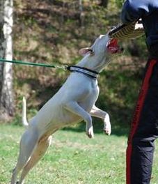 argentinská doga - Andrea Urdabaevová