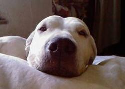 argentinská doga - Andrea Urdabaevová