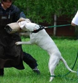 argentinská doga - Andrea Urdabaevová