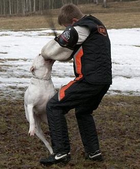 argentinská doga - Andrea Urdabaevová