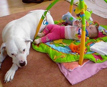 argentinská doga - Andrea Urdabaevová