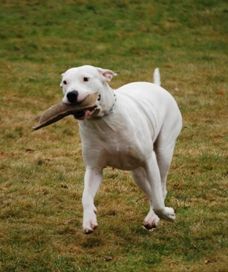 argentinská doga - Andrea Urdabaevová