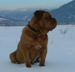 Bordeauxská doga - REX REGIS