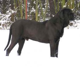 Diablo - Hana Vaněčková ch. st. ze Šakalího dvora Diablo - Hana Vaněčková ch. st. ze Šakalího dvora