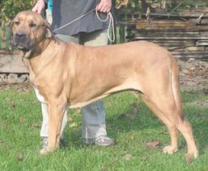 Electra - Hana Vaněčková ch. st. ze Šakalího dvora Electra - Hana Vaněčková ch. st. ze Šakalího dvora