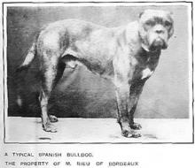 Španělský buldok Španělský buldok