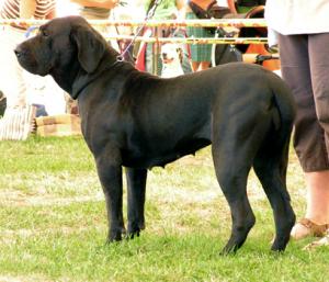 Gaia - Hana Vaněčková ch. st. ze Šakalího dvora Senda - Hana Vaněčková ch. st. ze Šakalího dvora