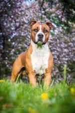 bulteriéři - foto: Aneta Jungerová bulteriéři - foto: Aneta Jungerová