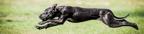 americký pitbullteriér - foto: Aneta Jungerová americký pitbullteriér - foto: Aneta Jungerová