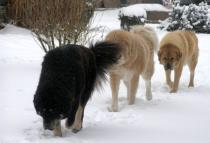 Bagmed Donno Grogs - tibetská doga Bagmed Donno Grogs - tibetská doga