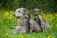 Irský Vlkodav - foto zuza Irský Vlkodav - foto zuza