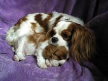 Odetka - kavalír king charles španěl Odetka - kavalír king charles španěl