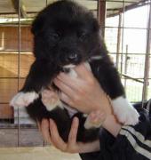 Grónský pes Božena Pražáková Grónský pes Božena Pražáková