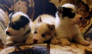 Grónský pes Božena Pražáková