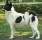 Grónský pes Božena Pražáková Grónský pes Božena Pražáková