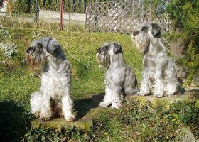 KNÍRAČ STŘEDNÍ Petra Vrchotová