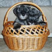 KNÍRAČ STŘEDNÍ Petra Vrchotová KNÍRAČ STŘEDNÍ Petra Vrchotová