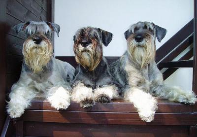 KNÍRAČ STŘEDNÍ Petra Vrchotová KNÍRAČ STŘEDNÍ Petra Vrchotová