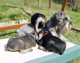 KNÍRAČ STŘEDNÍ Petra Vrchotová KNÍRAČ STŘEDNÍ Petra Vrchotová