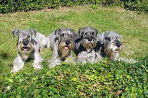 KNÍRAČ STŘEDNÍ Petra Vrchotová KNÍRAČ STŘEDNÍ Petra Vrchotová