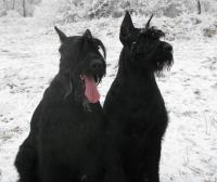 foto - knírač velký - Bobina Sapáková foto - knírač velký - Bobina Sapáková