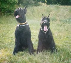 foto - knírač velký - Bobina Sapáková foto - knírač velký - Bobina Sapáková