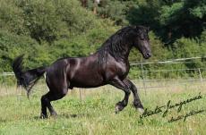 koně - foto: Aneta Jungerová