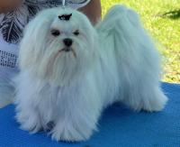 maltézský psík foto: Aneta i Mirosław Dziurowicz maltézský psík foto: Aneta i Mirosław Dziurowicz