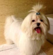 maltézský psík foto: Aneta i Mirosław Dziurowicz maltézský psík foto: Aneta i Mirosław Dziurowicz