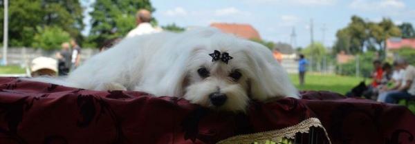 maltézský psík foto: Aneta i Mirosław Dziurowicz