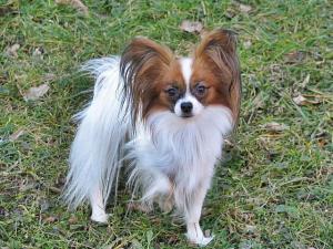 Papillon Marcela Blahutová Papillon Marcela Blahutová