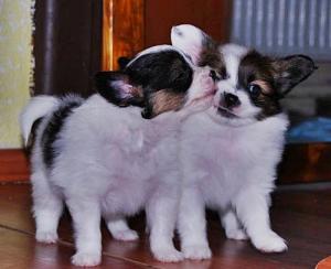 malý kontinentální španěl - papillon - foto: Marcela Blahutová malý kontinentální španěl - papillon - foto: Marcela Blahutová