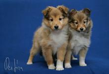 fotografování - foto: Pes Jíra fotografování - foto: Pes Jíra