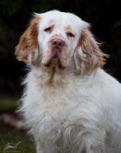 psi - foto: Eva Černohubová psi - foto: Eva Černohubová