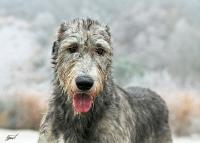 psi - foto: Eva Černohubová