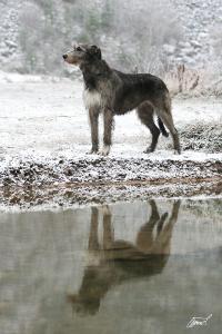 psi - foto: Eva Černohubová psi - foto: Eva Černohubová