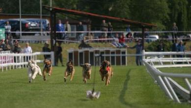 psí sporty - Dostihy - foto: Pes Jíra
