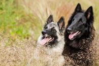 vlčáci - foto: Aneta Jungerová vlčáci - foto: Aneta Jungerová