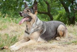 vlčáci - foto: Aneta Jungerová vlčáci - foto: Aneta Jungerová