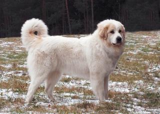 Pyrenejský horský pes Marie Zrebená Pyrenejský horský pes Marie Zrebená