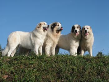 Pyrenejský horský pes Marie Zrebená Pyrenejský horský pes Marie Zrebená